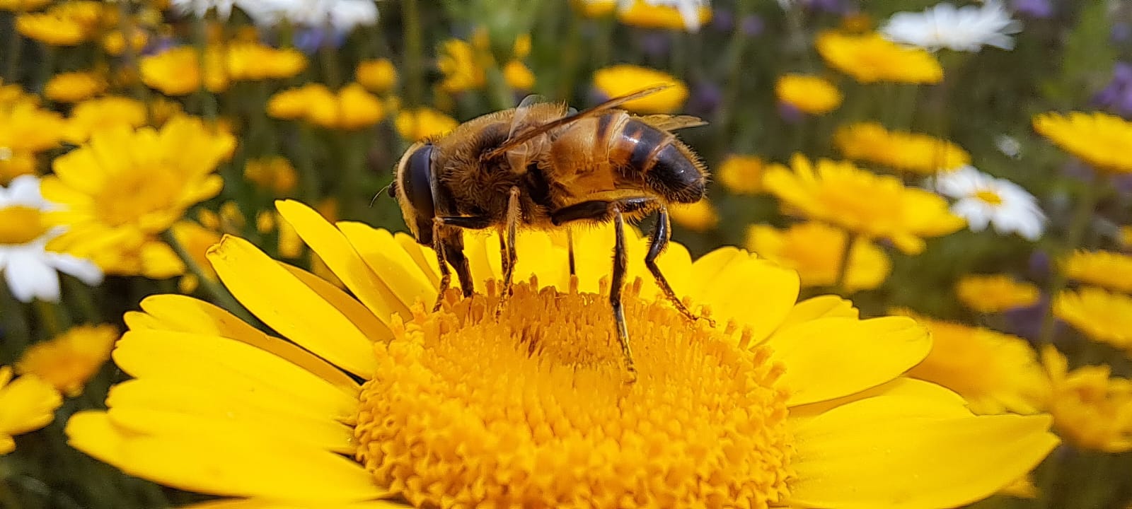 Schwebfliege Beispielbild
